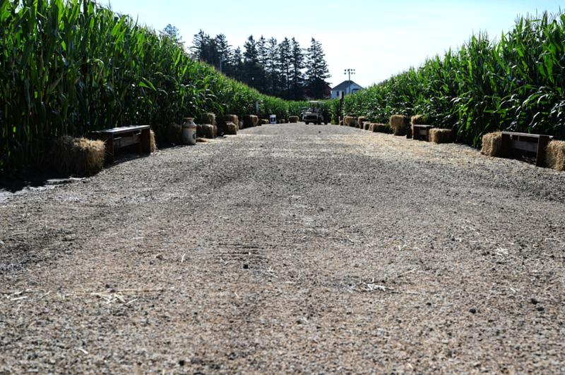 MLB at Field of Dreams cornfield